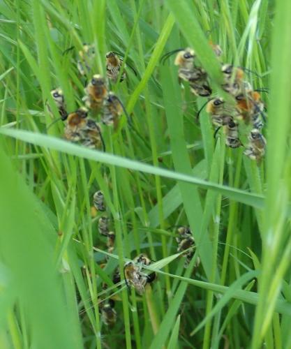 Eucera nigrescens